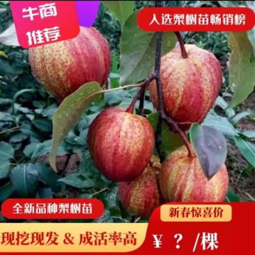 梨树苗早酥红梨晚秋黄梨皇冠梨园黄梨翠玉梨树苗