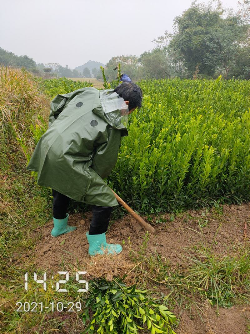 南丰蜜桔苗（春秋特别供应），支持线上保障交易