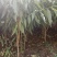桃树苗基地直销冬桃映霜红桃树苗晚熟冬桃保证品种质量！