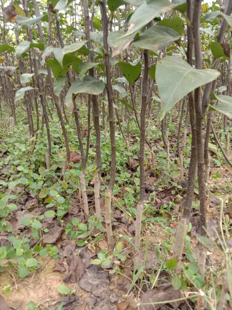 梨树苗翠冠梨苗翠玉梨苗早熟翠冠梨树苗基地保证品种