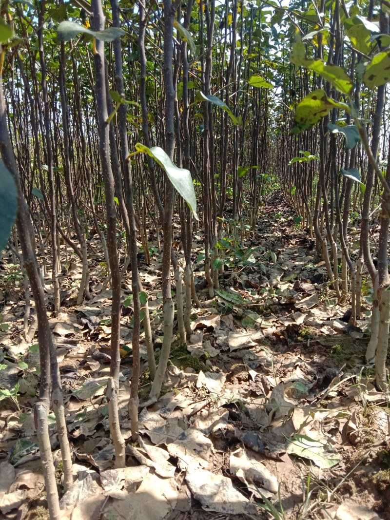 梨树苗翠冠梨苗翠玉梨苗早熟翠冠梨树苗基地保证品种