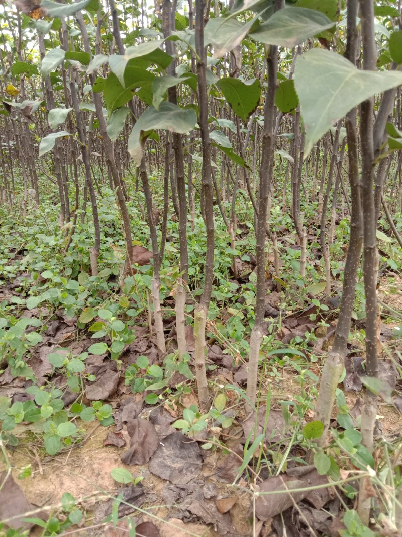 梨树苗翠冠梨苗翠玉梨苗早熟翠冠梨树苗基地保证品种