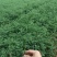柳杉柳杉柳杉柳杉柳杉小苗1到20公分