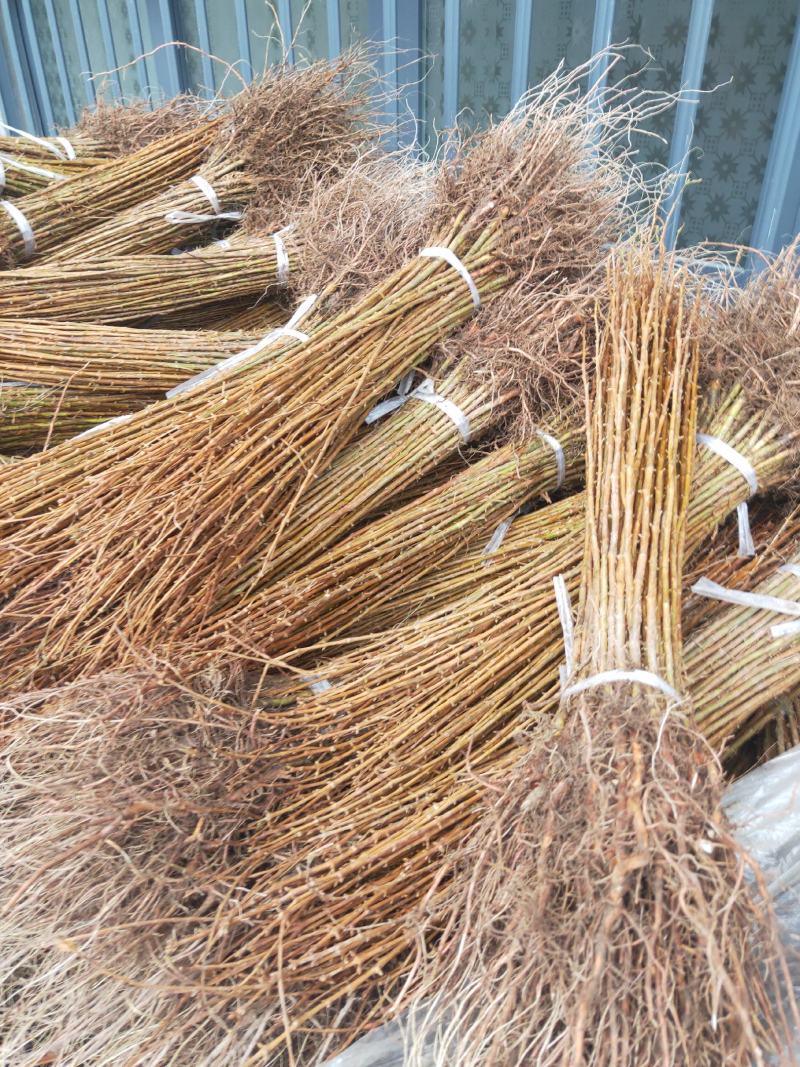 水杉水杉小苗水杉搞度20到1.5米海量出售