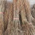 水杉水杉小苗水杉搞度20到1.5米海量出售