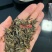 优质百日草花种籽子七彩花种子四季开花花籽庭院欢迎下单合作