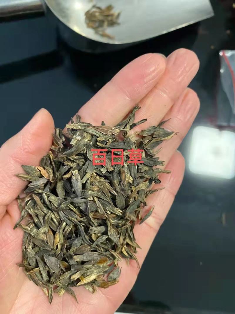 优质百日草花种籽子七彩花种子四季开花花籽庭院欢迎下单合作
