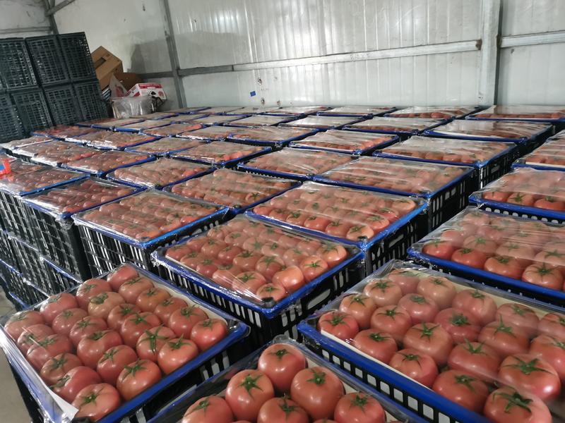 (推广热销)辽宁省精品西红柿大量上市发往全国
