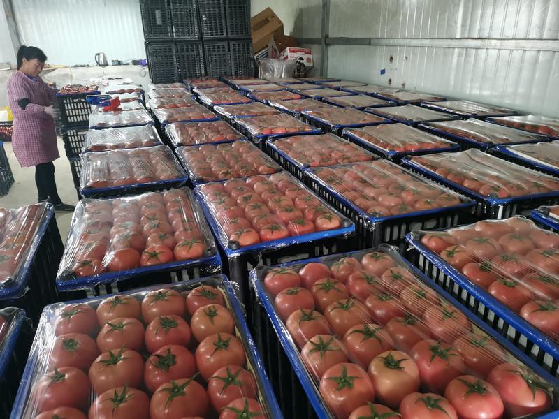 (推广热销)辽宁省精品西红柿大量上市发往全国