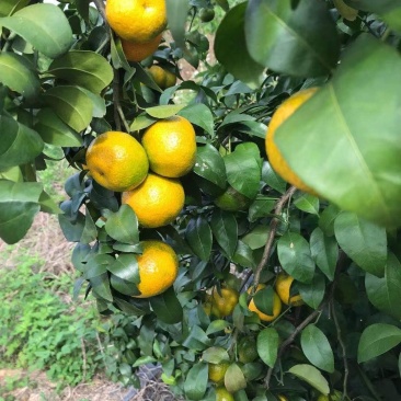 沙糖桔，电商果，市场果，一手货源，大量上市