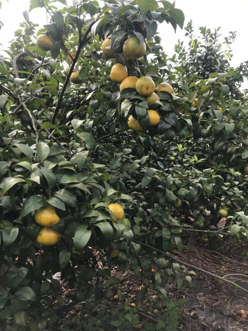 沙糖桔，电商果，市场果，一手货源，大量上市
