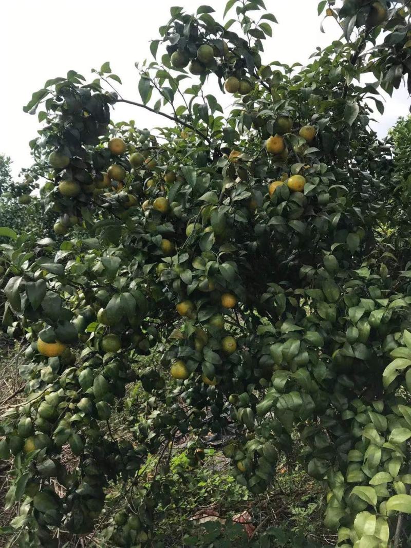 沙糖桔，电商果，市场果，一手货源，大量上市