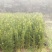 罗汉松罗汉松高度50公分到1.5米左右50万棵