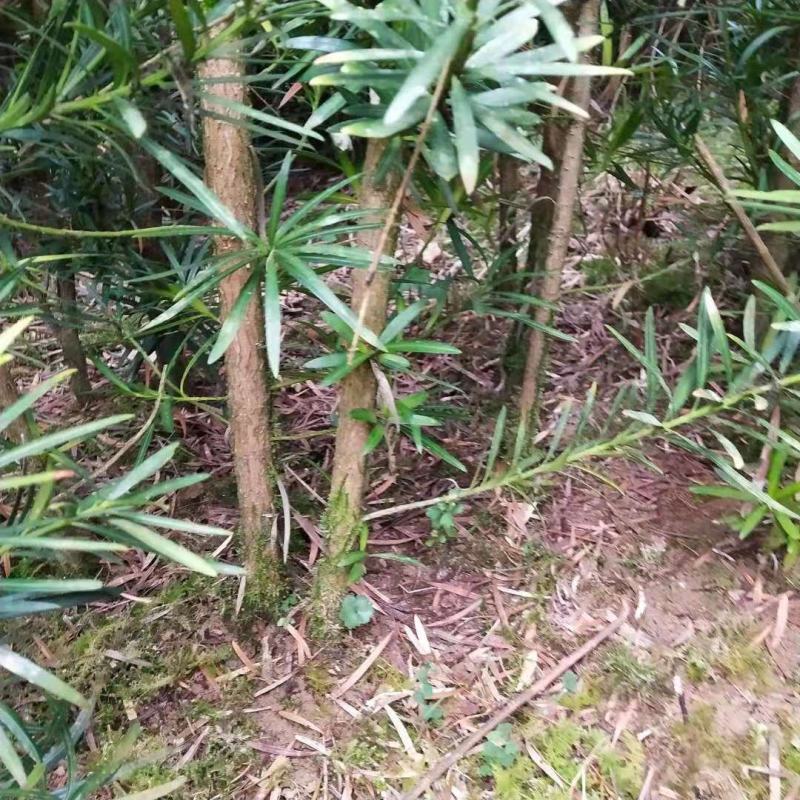 罗汉松罗汉松高度50公分到1.5米左右50万棵