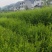 红豆杉红豆杉小苗高10到1.5米杯苗也有。。