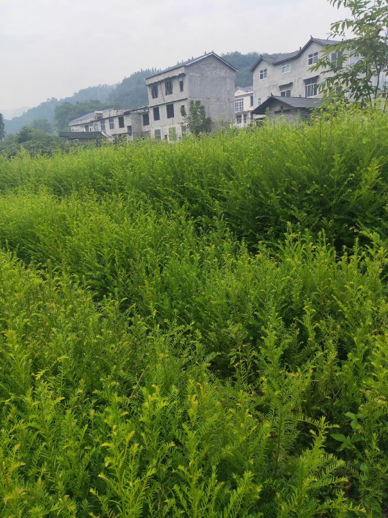 红豆杉红豆杉小苗高10到1.5米杯苗也有。。