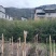 红豆杉红豆杉小苗高10到1.5米杯苗也有。。