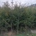 红豆杉红豆杉小苗高10到1.5米杯苗也有。。