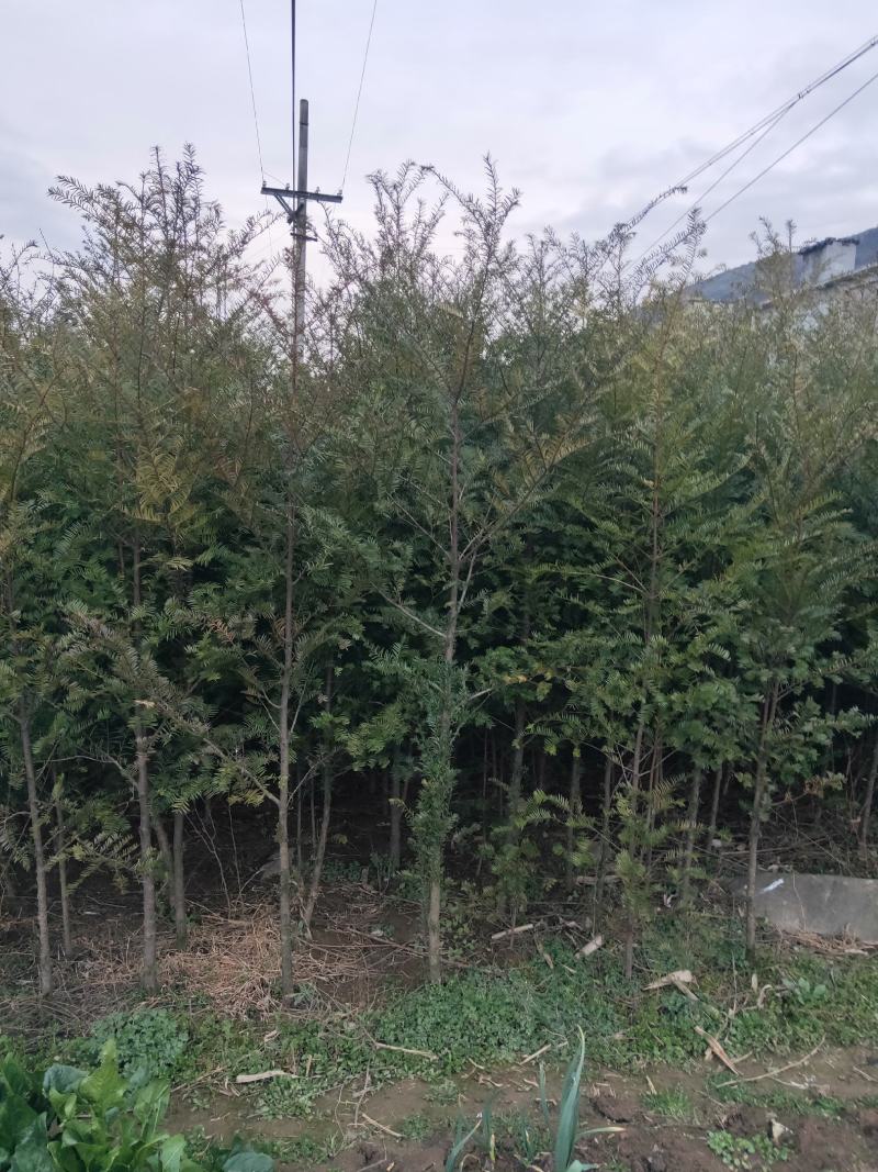 红豆杉红豆杉小苗高10到1.5米杯苗也有。。