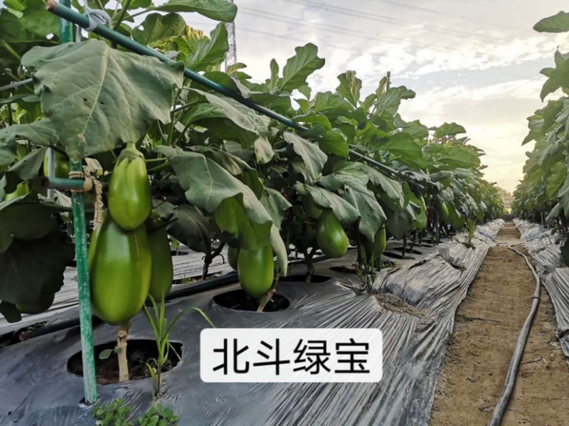 北斗绿宝茄子种子特高产抗病大果茄子种子基地专用灯泡茄种子
