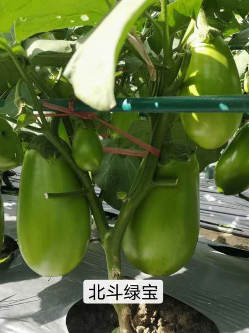 北斗绿宝茄子种子特高产抗病大果茄子种子基地专用灯泡茄种子