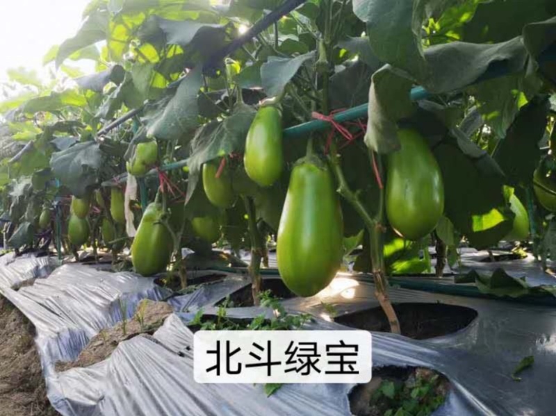北斗绿宝茄子种子特高产抗病大果茄子种子基地专用灯泡茄种子