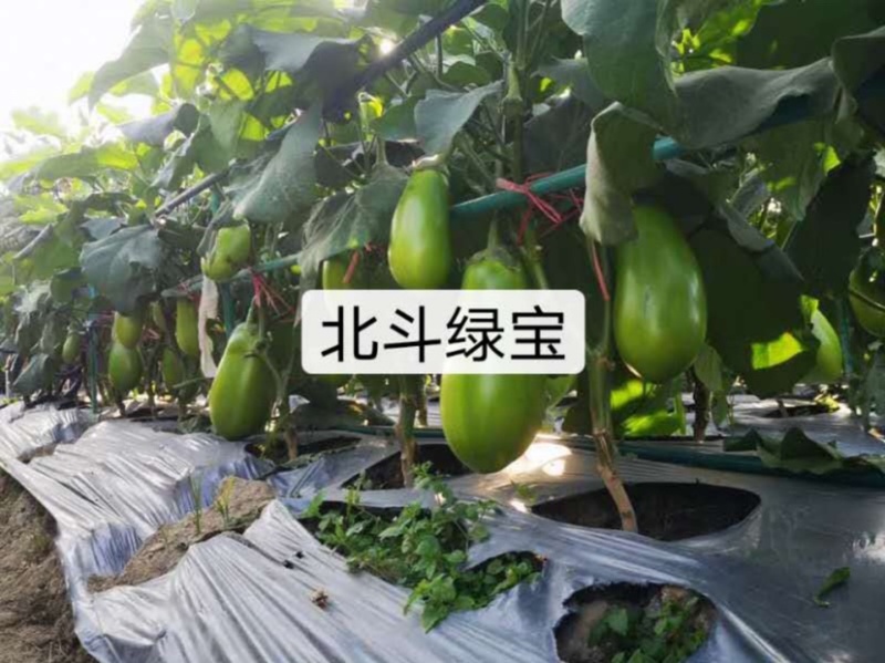 北斗绿宝茄子种子特高产抗病大果茄子种子基地专用灯泡茄种子