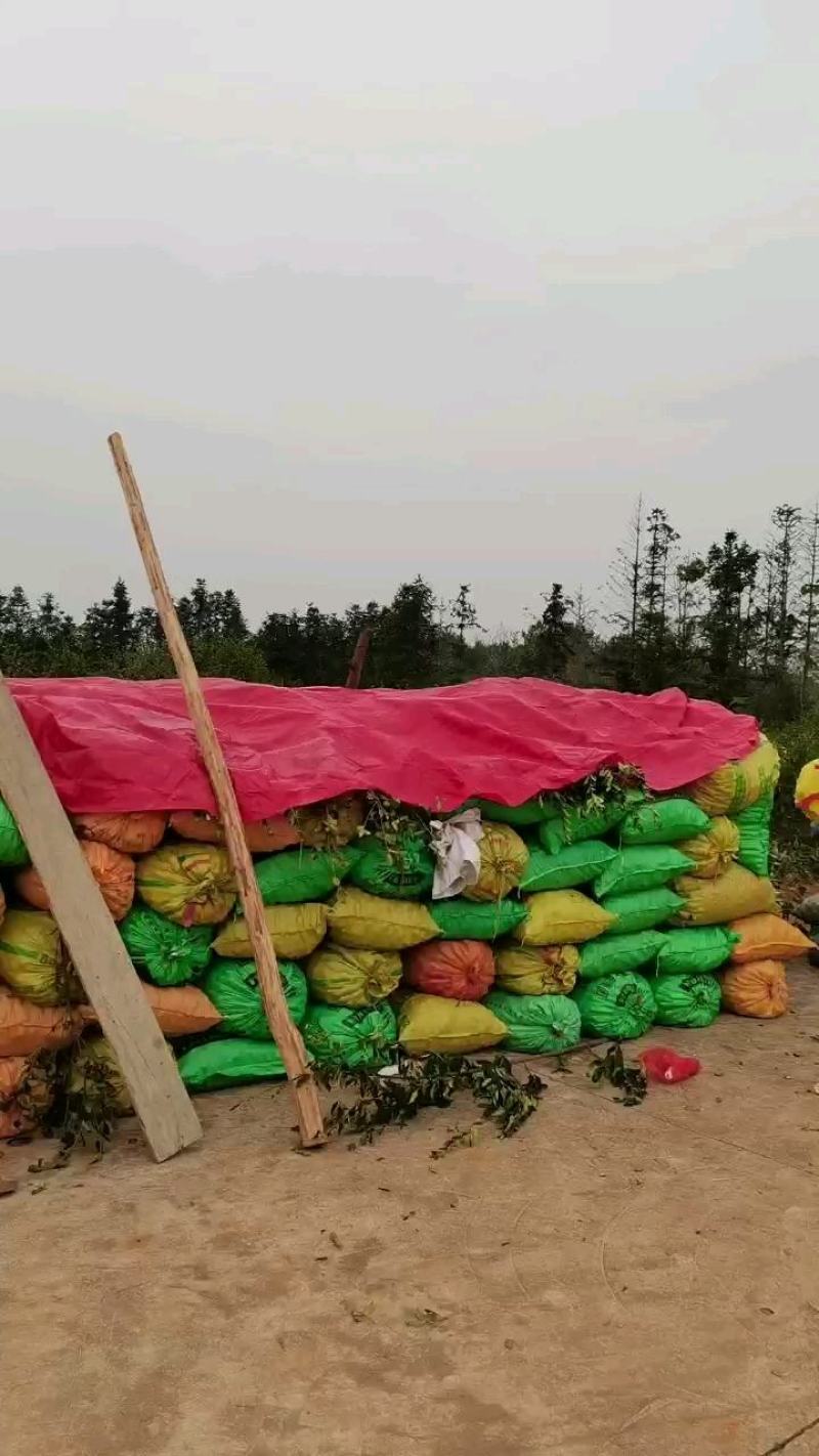 山茶油鲜果