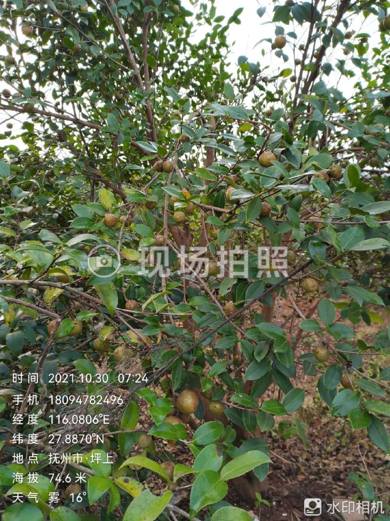 山茶油鲜果
