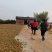 山茶油鲜果