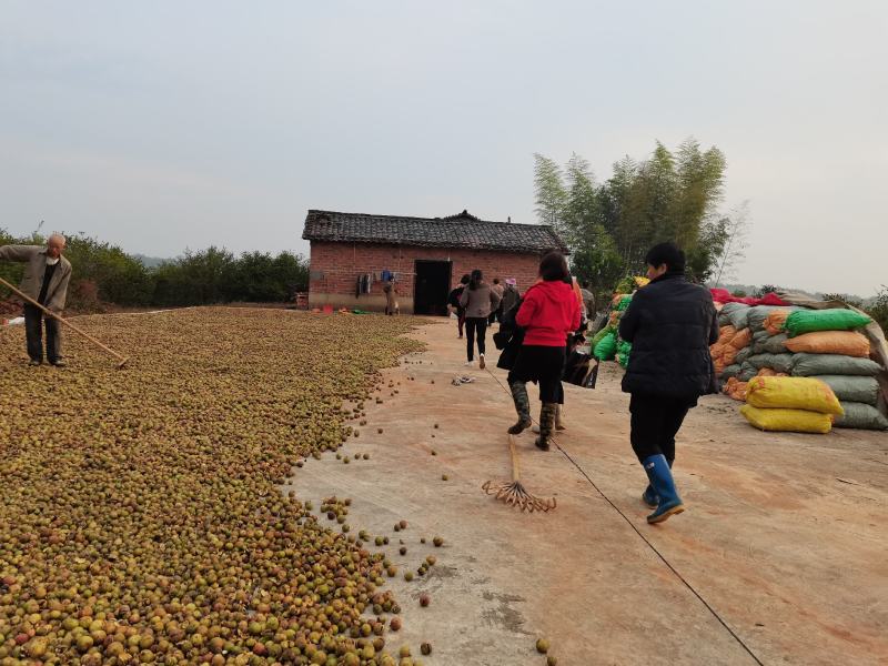 山茶油鲜果