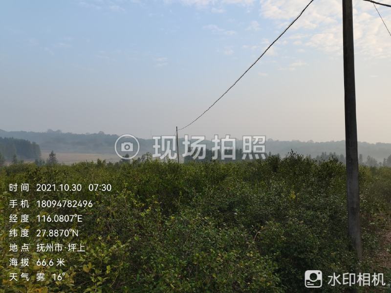 山茶油鲜果