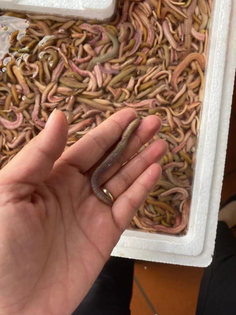 禾虫