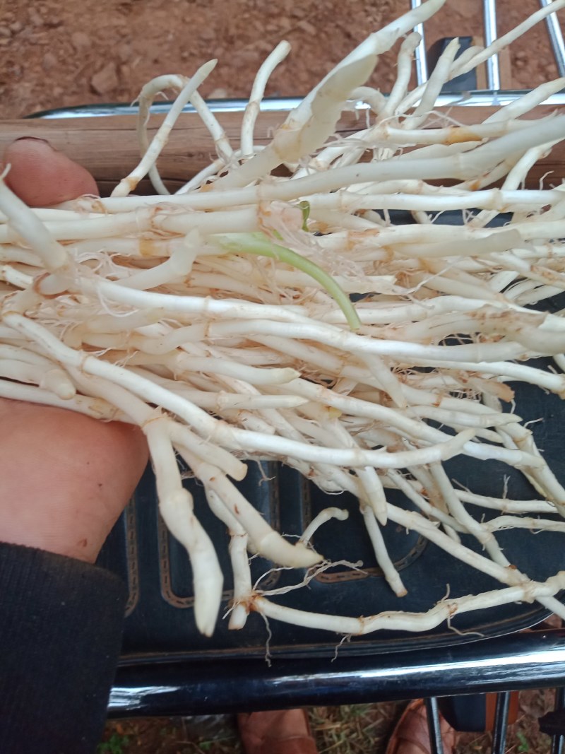 威宁县鱼腥草