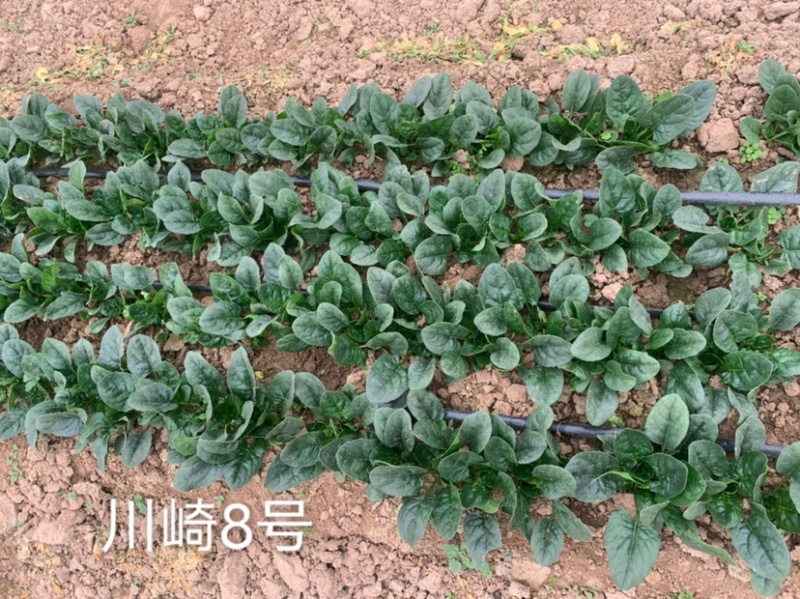 一代杂交新品种川崎8号耐寒菠菜种子春秋越冬蔬菜种子