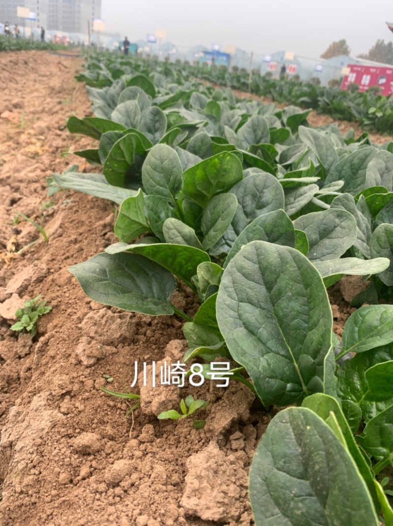 一代杂交新品种川崎8号耐寒菠菜种子春秋越冬蔬菜种子