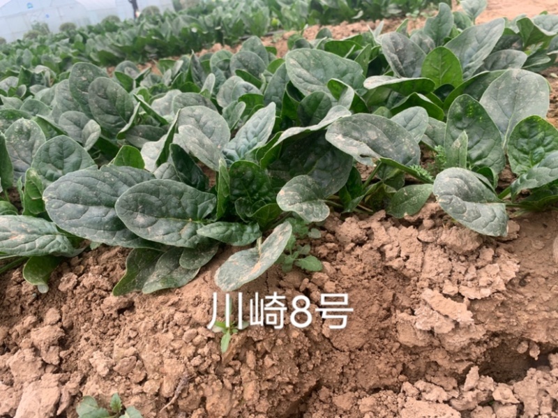 一代杂交新品种川崎8号耐寒菠菜种子春秋越冬蔬菜种子