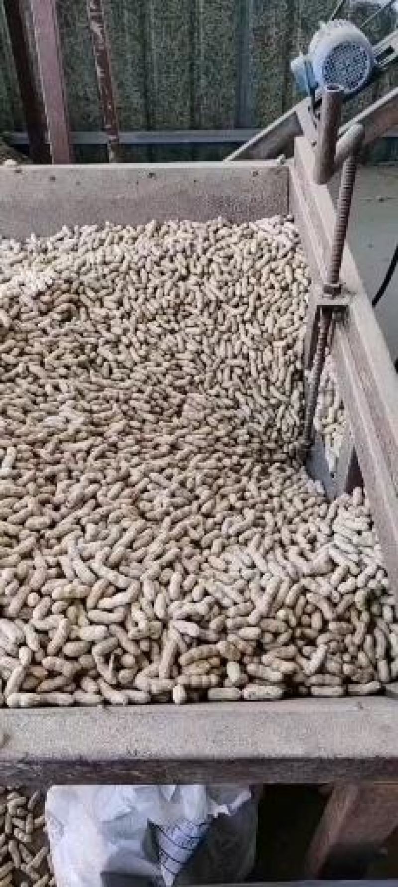 吉林省洮南本地四粒红色选果花生颗颗饱满可视频看货量大价优