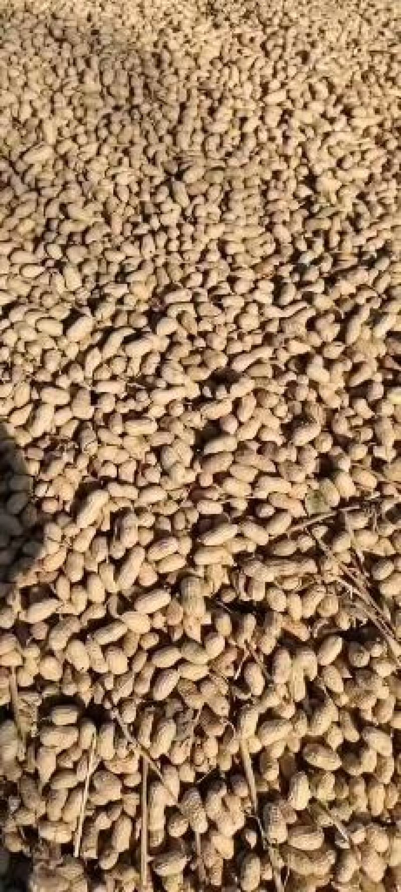 吉林省洮南本地四粒红色选果花生颗颗饱满可视频看货量大价优