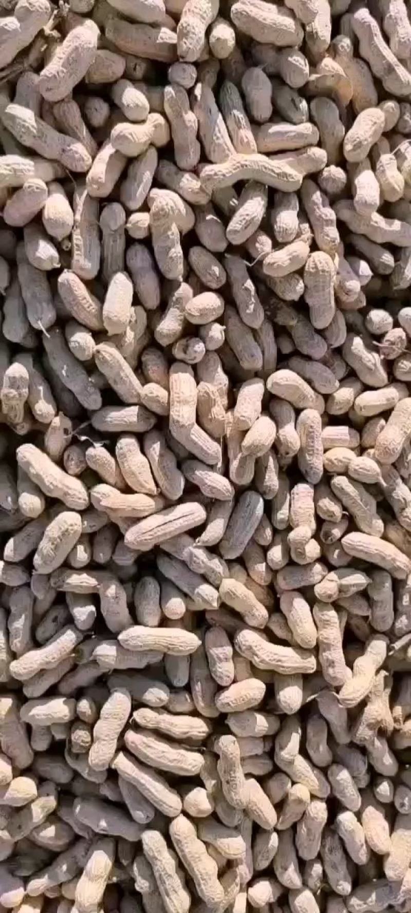 吉林省洮南本地四粒红色选果花生颗颗饱满可视频看货量大价优