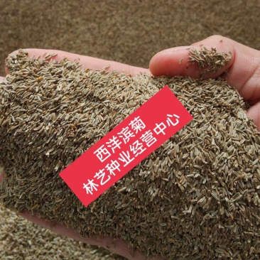 大滨菊种子西洋滨菊种子阳台盆栽花园花卉大花白色大滨菊种子