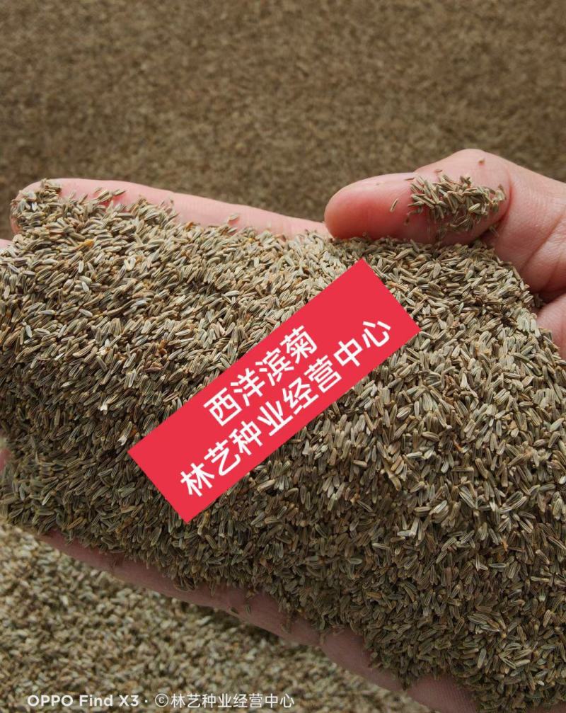 大滨菊种子西洋滨菊种子阳台盆栽花园花卉大花白色大滨菊种子