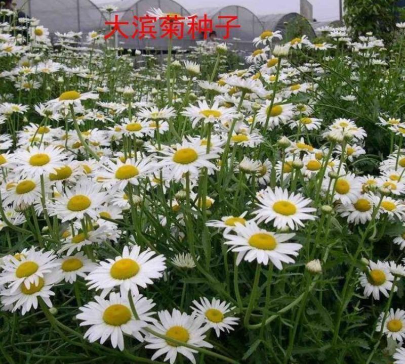 大滨菊种子西洋滨菊种子阳台盆栽花园花卉大花白色大滨菊种子