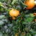 爱媛38果冻橙，高山爱媛，有柑桔皇后之称，味道甜，皮薄。
