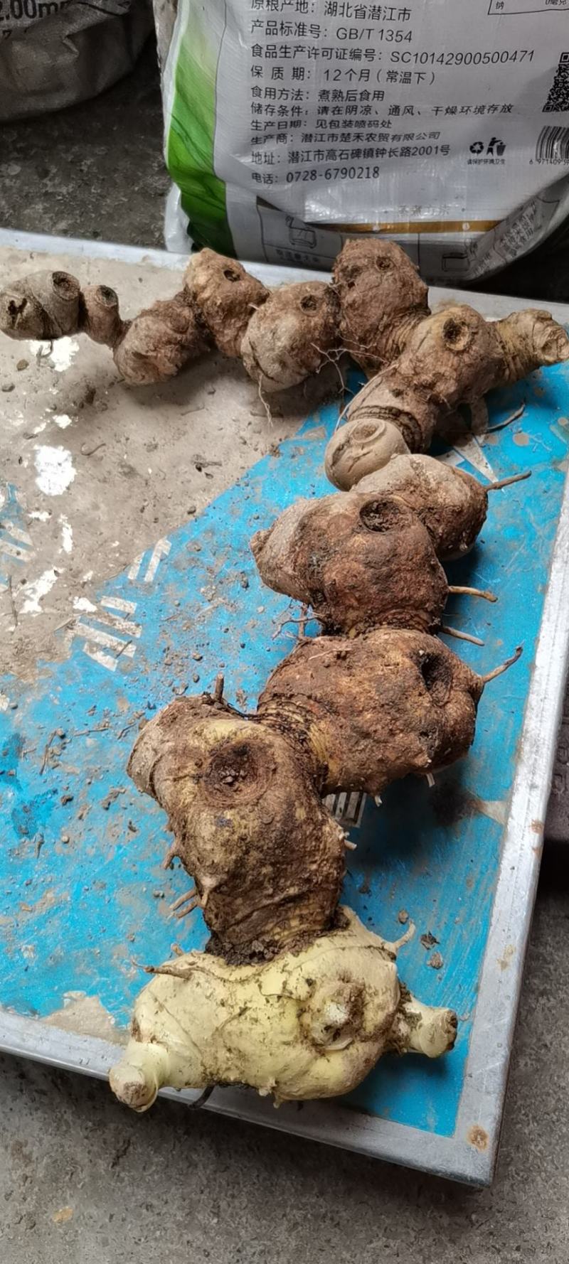 黄精子鸡头黄精籽去壳黄精种，子带壳的和净籽姜型黄精籽批发