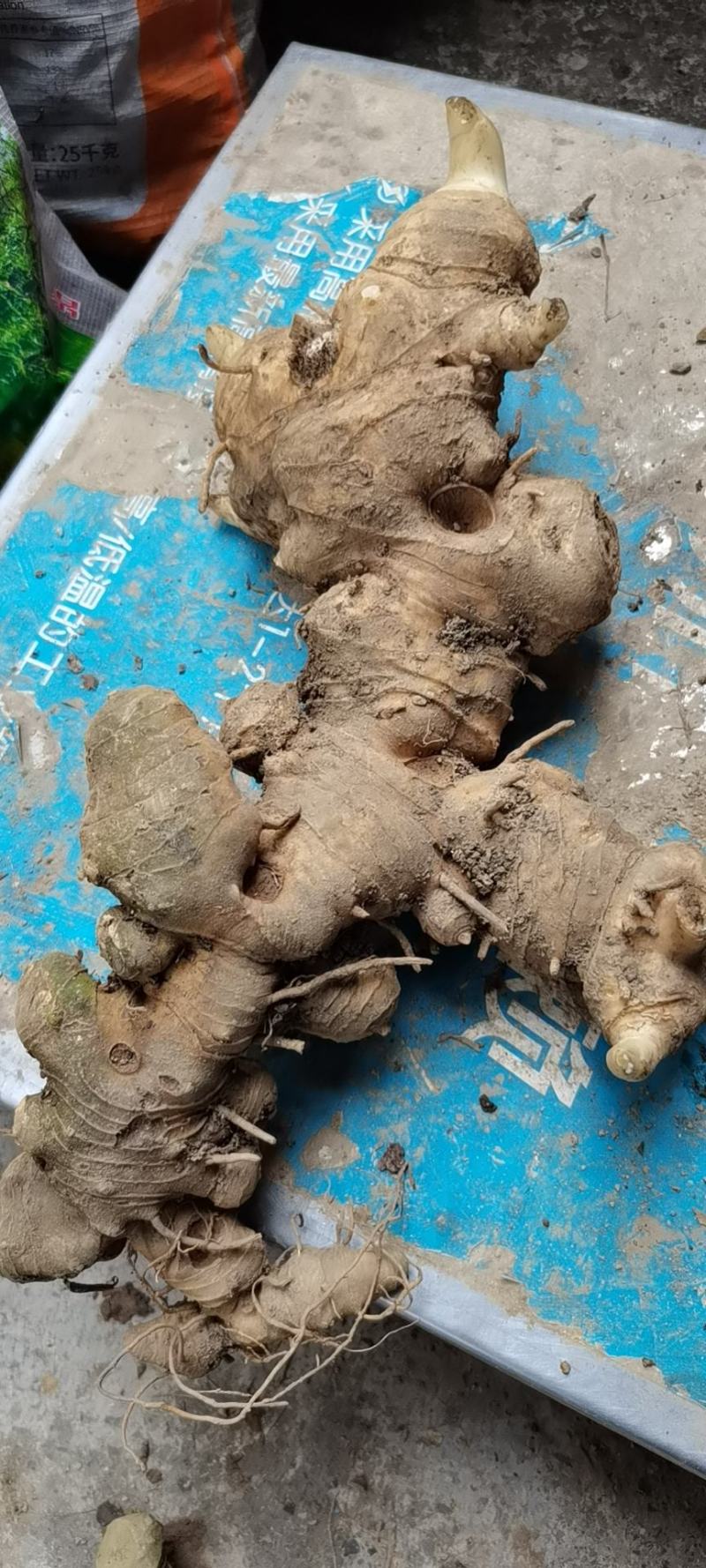 黄精子鸡头黄精籽去壳黄精种，子带壳的和净籽姜型黄精籽批发