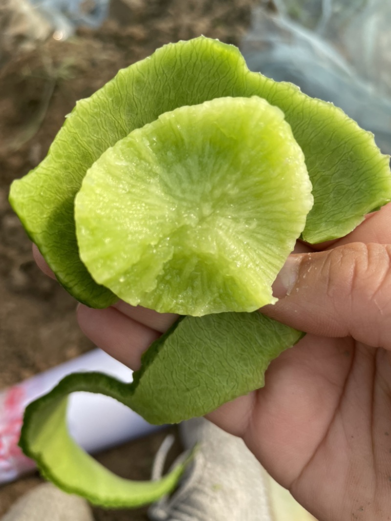 水果萝卜，皮薄肉厚。装车免费，小工免费，食宿免费