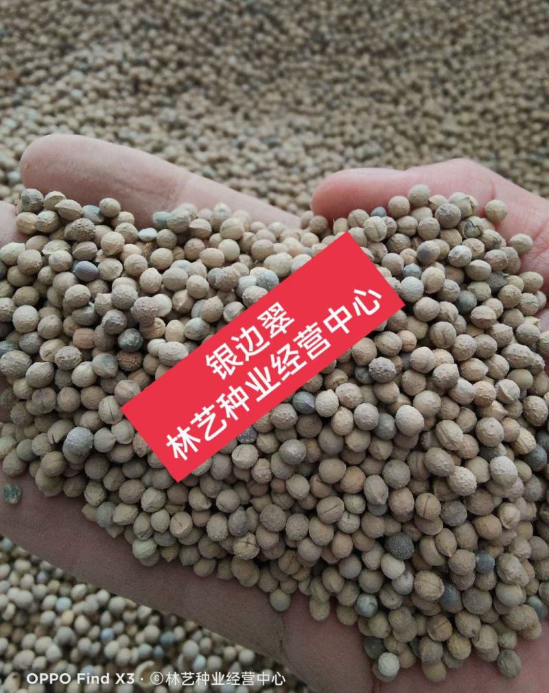 银边翠种子花卉花草种子多年生草本植物易播种出芽快