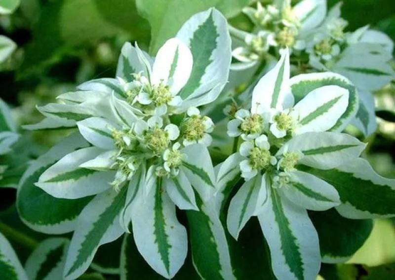 银边翠种子花卉花草种子多年生草本植物易播种出芽快