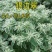 银边翠种子花卉花草种子多年生草本植物易播种出芽快